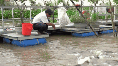 ឃ្លីប៖ មនុស្ស​ជា​ច្រើន​ប្ដូរ​វេន​គ្នា​យាម​សាលា​ត្រី​រាប់​ពាន់​ក្បាល​នៅ​ដុងថាប