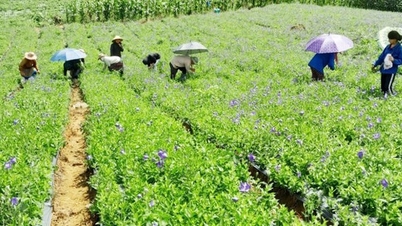 लाओ काई ने स्वास्थ्य देखभाल में पारंपरिक चिकित्सा की भूमिका और स्थिति को बढ़ाया