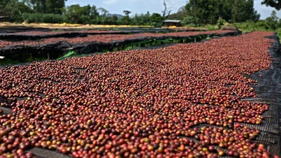 Os preços do café reverteram a tendência e diminuíram entre 1.800 e 2.200 VND/kg, enquanto os preços da pimenta aumentaram ligeiramente.