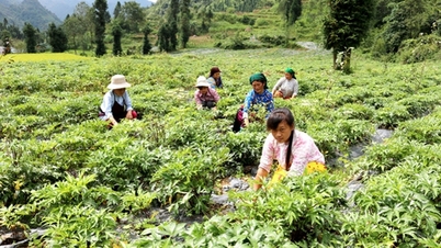 Son La promuje przemysł ziół leczniczych, zwiększa dochody mniejszości etnicznych