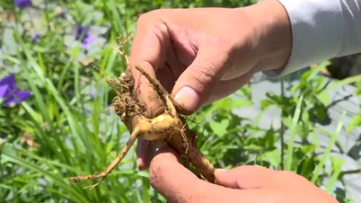 Η ζωή των ανθρώπων στα ορεινά έχει βελτιωθεί χάρη στα φαρμακευτικά βότανα.