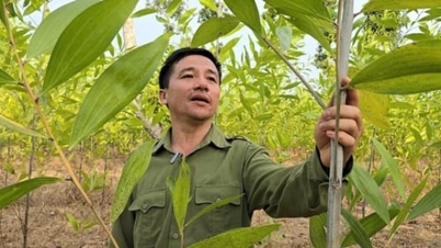 Lemnul de plantație certificat FSC se vinde la un preț mai mare