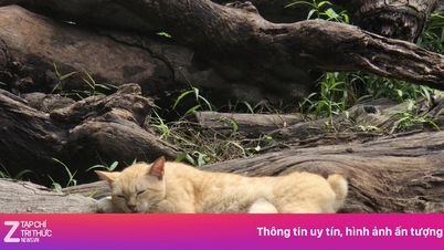 ເກີດຫຍັງຂຶ້ນກັບແມວທີ່ມີຊື່ສຽງ 'Cage' Mika ຢູ່ສວນສັດ?