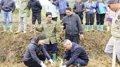 Лаокай: Комуна Бак Ха розпочала посадку жовтої маракуї, відкриваючи шляхи сталого економічного розвитку для людей у ​​високогір'ї.
