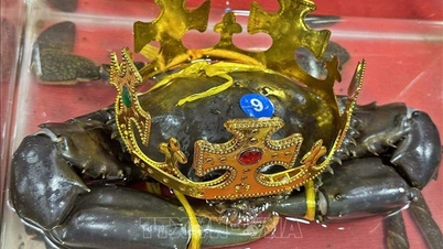 'Vua cua' Cà Mau được lập hồ sơ đề nghị xác lập kỷ lục cua lớn nhất Việt Nam