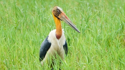 ទស្សនាឆ្មាយក្សជ្វាដ៏កម្រនៅក្នុងឧទ្យានជាតិ U Minh Thuong