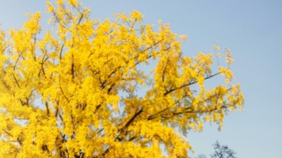 خزاں میں کوریا: سرخ اور پیلے پتوں کے رنگوں کو دریافت کرنے کے لیے ایک رہنما