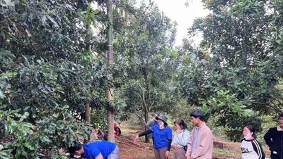 Pěstování makadamie podle standardů VietGAP