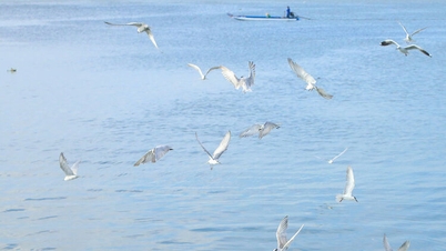 Sezóna vlaštovek v ústí řeky Kien