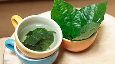 Jak bezpečně doma používat vodu z betelových listů k redukci kyseliny močové