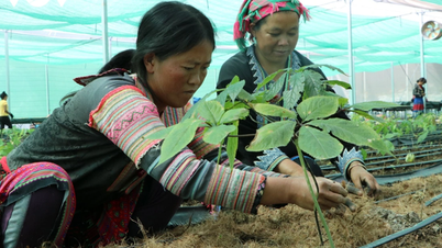 ការធ្វើមូលដ្ឋានីយកម្មឱសថបុរាណ៖ ជាដំណោះស្រាយរួមបញ្ចូលគ្នានូវឱសថបុរាណ និងទំនើបពីធនធានជនជាតិដើមភាគតិច