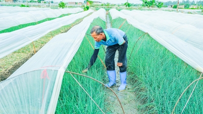 많은 채소 재배 지역에서는 수확량이 많고 가격도 좋습니다.