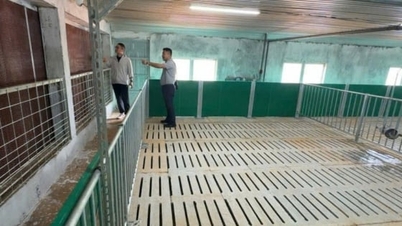 Giá heo giảm sâu, người nuôi thua lỗ nên lưỡng lự tái đàn