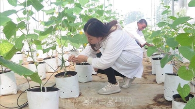 Vietnam en Israël bevorderen samenwerking op het gebied van opleiding en wetenschap en technologie