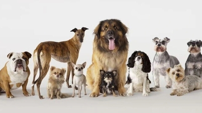 কুকুরের আশ্চর্যজনক বৈচিত্র্য শুরু হয়েছিল ১০,০০০ বছরেরও বেশি আগে