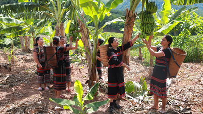 شجرة "التخفيف من حدة الفقر" لشعب با كو