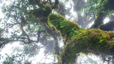 ព្រៃបុរាណនៅភាគពាយ័ព្យ គ្របដណ្តប់ដោយស្លែខ្មោចនៅជើងភ្នំតាដឺដូ។