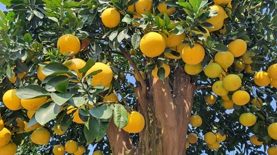 Dien-grapefrukt verdt titalls millioner dong er klar for at kundene kan "ta med" seg hjem for å feire Tet