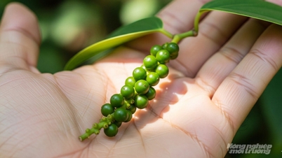 A paprika ára ma, 2025. november 24-én: Legmagasabb, 148 000 VND/kg