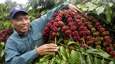 A kávé ára ma, 2025. november 24-én: 112 500 VND/kg körül maradt.