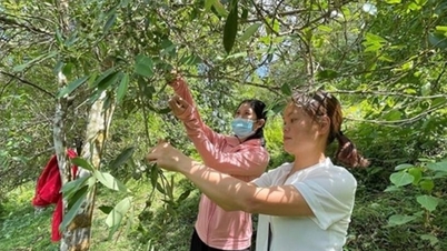 ការធ្វើពិពិធកម្មជីវភាព - ជាជំហានឆ្ពោះទៅមុខយ៉ាងរឹងមាំក្នុងការកាត់បន្ថយភាពក្រីក្រនៅ Cao Bang