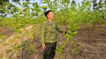 Desítky tisíc hektarů v Dong Nai získaly certifikaci FSC.