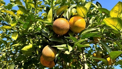 The Cao Phong Orange Festival 2025 gathers about 120 agricultural and commercial booths, promoting the geographical indication "Cao Phong Orange" and promoting investment and tourism links.