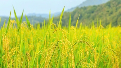 Τιμή ρυζιού σήμερα 24 Νοεμβρίου: Η εγχώρια αγορά είναι σταθερή