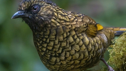 Hành trình gian nan săn chim quý hiếm trên đỉnh Fansipan