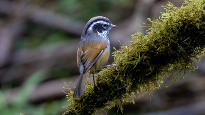 Hành trình gian nan săn chim quý hiếm trên đỉnh Fansipan