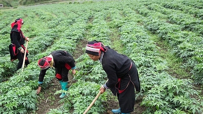 Cao Bằng: Giảm nghèo từ vườn dược liệu