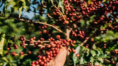 Agricultural product prices on November 24, 2025: Coffee and pepper move sideways