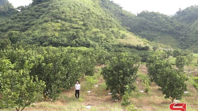 Növényszerkezet átalakítása Muong Lan határ menti településen