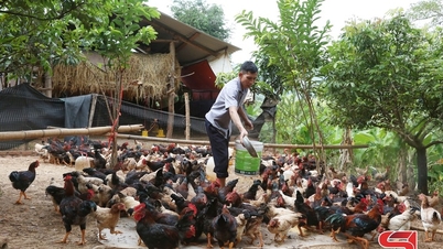 Lac Thuy-kippen fokken volgens de VietGAHP-normen
