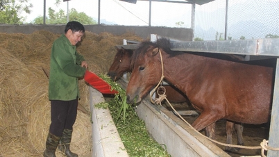 Pioner innen økonomisk utvikling