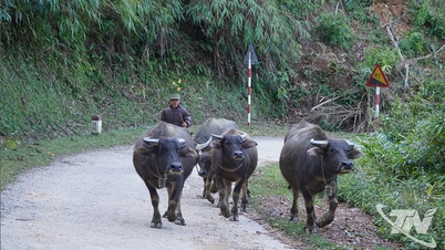 ការពារ និងការពារក្របី និងគោយ៉ាងសកម្មពីជំងឺផ្តាសាយ