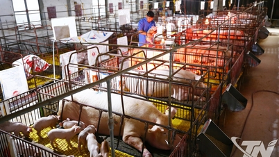 Đẩy mạnh tái đàn vật nuôi phục vụ thị trường Tết