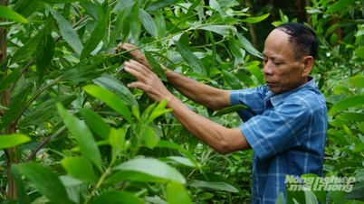 Farmers are excited about tissue culture hybrid glue