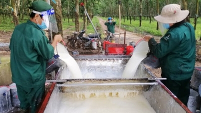 Precio del caucho hoy 24 de noviembre de 2025: Ligero aumento al inicio de la nueva semana