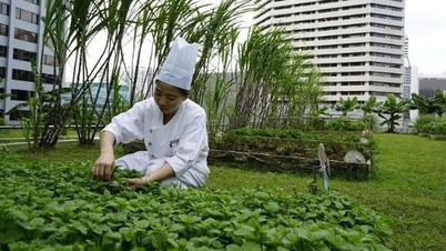 Οι τιμές των λαχανικών αυξάνονται κατά τη διάρκεια των βροχερών και πλημμυρικών ημερών, ήρθε η ώρα να σκεφτούμε την αστική γεωργία