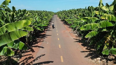 Dong Nai bekerjasama dengan bandar Jepun untuk pertumbuhan hijau