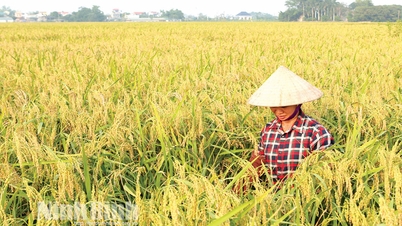 Η Binh My επικεντρώνεται στην κατασκευή μιας εξειδικευμένης περιοχής για την καλλιέργεια της ειδικής ποικιλίας ρυζιού, του χρυσού κολλώδους ρυζιού.
