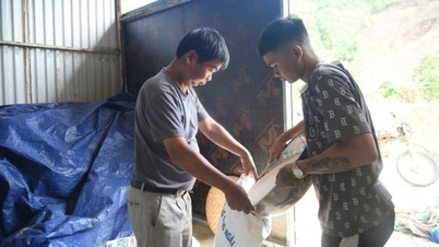 Revigorarea orezăriilor, deschiderea de noi direcții din plantele medicinale din Phuoc Nang