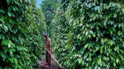 Domestic pepper prices stable, exports exceed 1.44 billion USD