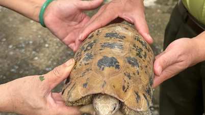 Hạt Kiểm lâm Cam Lâm - Cam Ranh tiếp nhận 1 cá thể rùa núi vàng quý hiếm