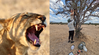 Inteligența artificială detectează „răgetul secret” al leului