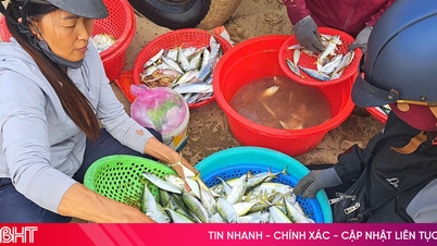 মৌসুমের শেষে হা তিন জেলেরা রূপালী পমফ্রেট দিয়ে একটি জ্যাকপট জিতেছে