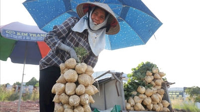 חקלאי קים טאן מתחילים לקצור פקעות שעועית מוקדם בבוקר