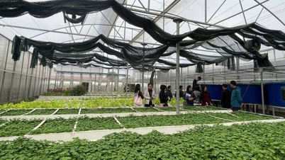 푸토성에서 과학, 기술 및 혁신 활동을 구현하는 데 있어 경험을 교환하고 학습합니다.