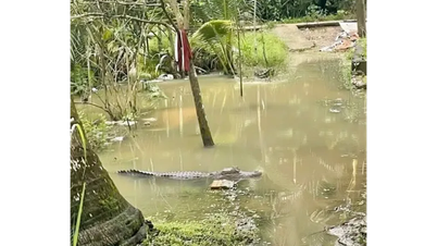 ບໍ່ມີການພົບເຫັນແຂ້ລອຍຢູ່ໜ້າຄອງທີ່ນຳໄປສູ່ຮ່ອງສວນ.